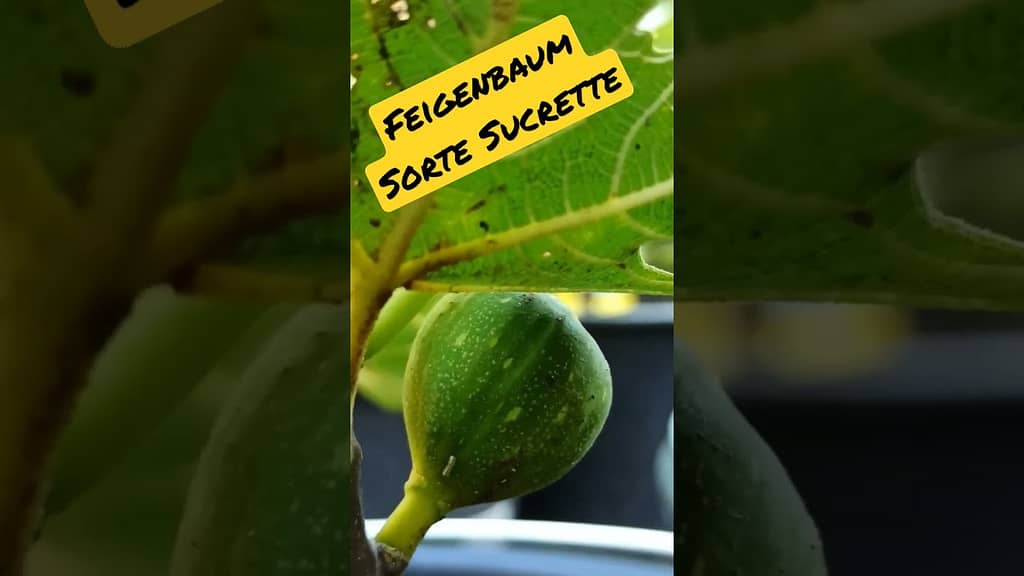Feigensorte „Sucrette“