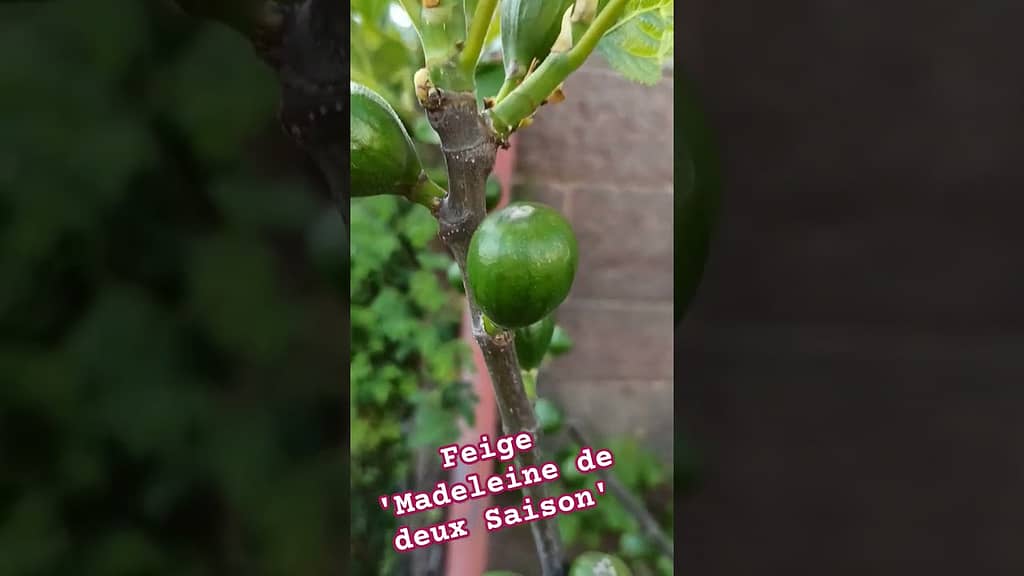 Feige ‚Madeleine de deux Saison‘ – 14.05.2023 feigenabhof. de