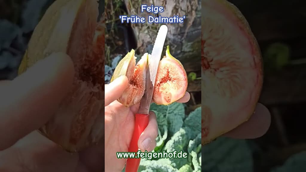 Feige ‚Frühe Dalmatie‘ #ficusscarica #feigenpflege #feigenernte