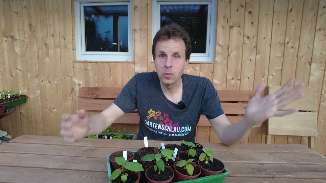 Feigen 7 Monate nach der Aussaat - Feigenbaum aus Samen - Update Feigenbäume Ficus carica 1 Feigen 7 monate nach der aussaat – feigenbaum aus samen – update feigenbäume ficus carica