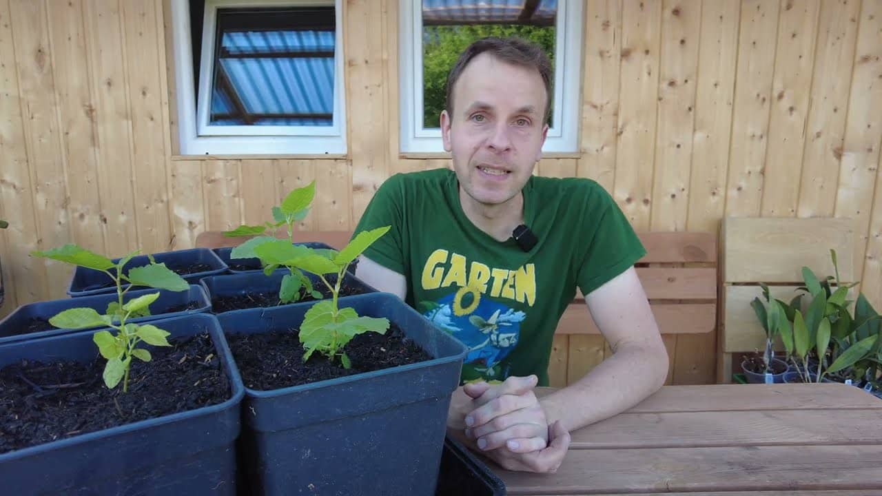 Feigenjungpflanzen entwickeln sich prächtig - Feigenbaum aus Samen - Update Feigenbäume Ficus carica 1 Feigenjungpflanzen entwickeln sich prächtig – feigenbaum aus samen – update feigenbäume ficus carica