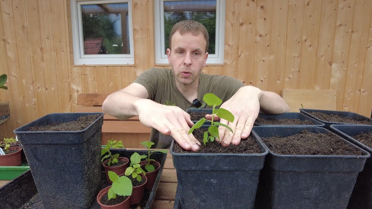 Feigen Sämlinge umtopfen - Feigenbaum aus Samen - Update Feigenbäume Ficus carica 1 Feigen sämlinge umtopfen – feigenbaum aus samen – update feigenbäume ficus carica