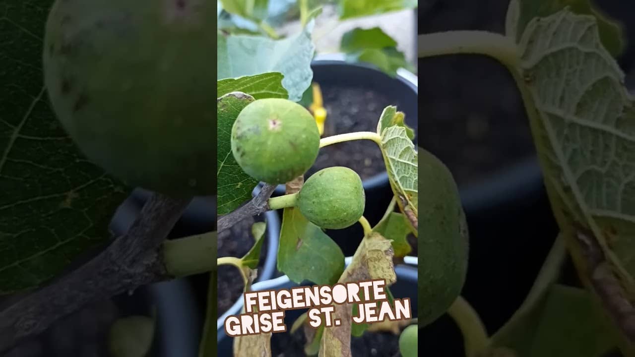 Feigenbaum 'Grise St. Jean' 1 Feigenbaum ‚grise st. jean‘
