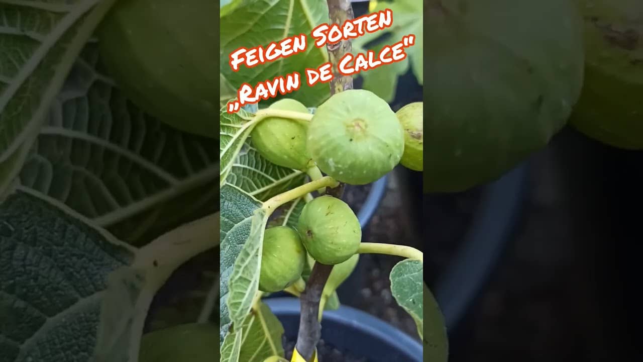 Feigensorte „Ravin de Calce“ 1 Feigensorte „ravin de calce“