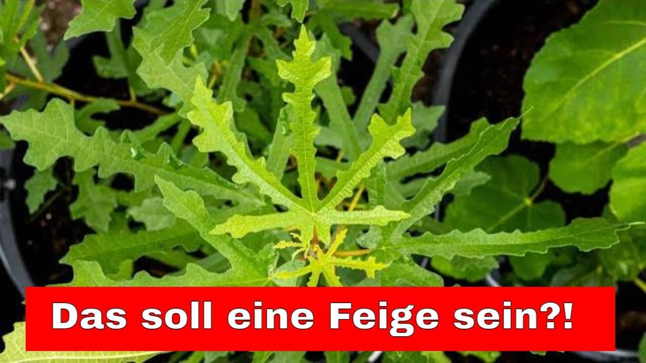 Der Feigenbaum wie Sie ihn noch nie gesehen haben: Ficus Johannis Digitata 1 Der feigenbaum wie sie ihn noch nie gesehen haben: ficus johannis digitata