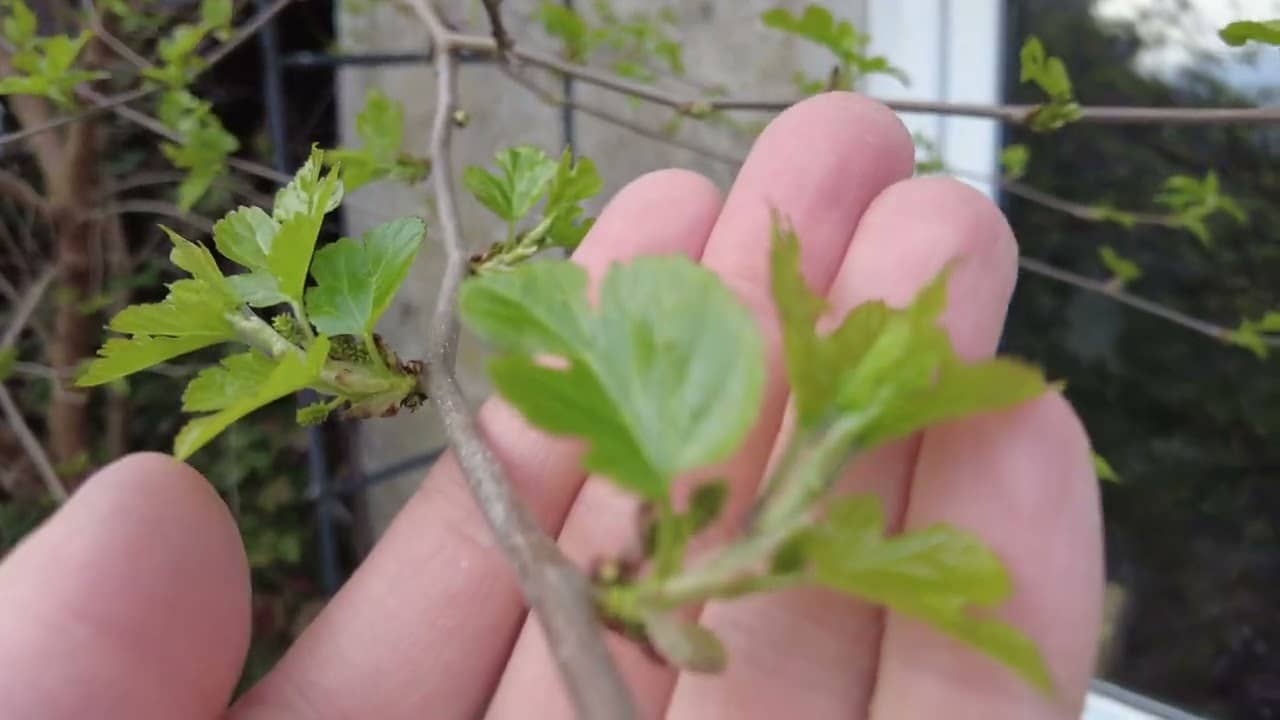 Der maulbeerbaum: ein obstbaum, der begeistert!