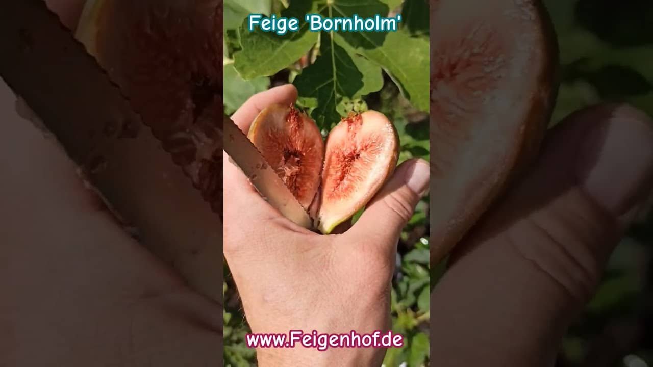 Feige 'Bornholm' www.feigenhof.de #feigenpflege #ficusscarica 1 Feige ‚bornholm‘ www.feigenhof.de #feigenpflege #ficusscarica