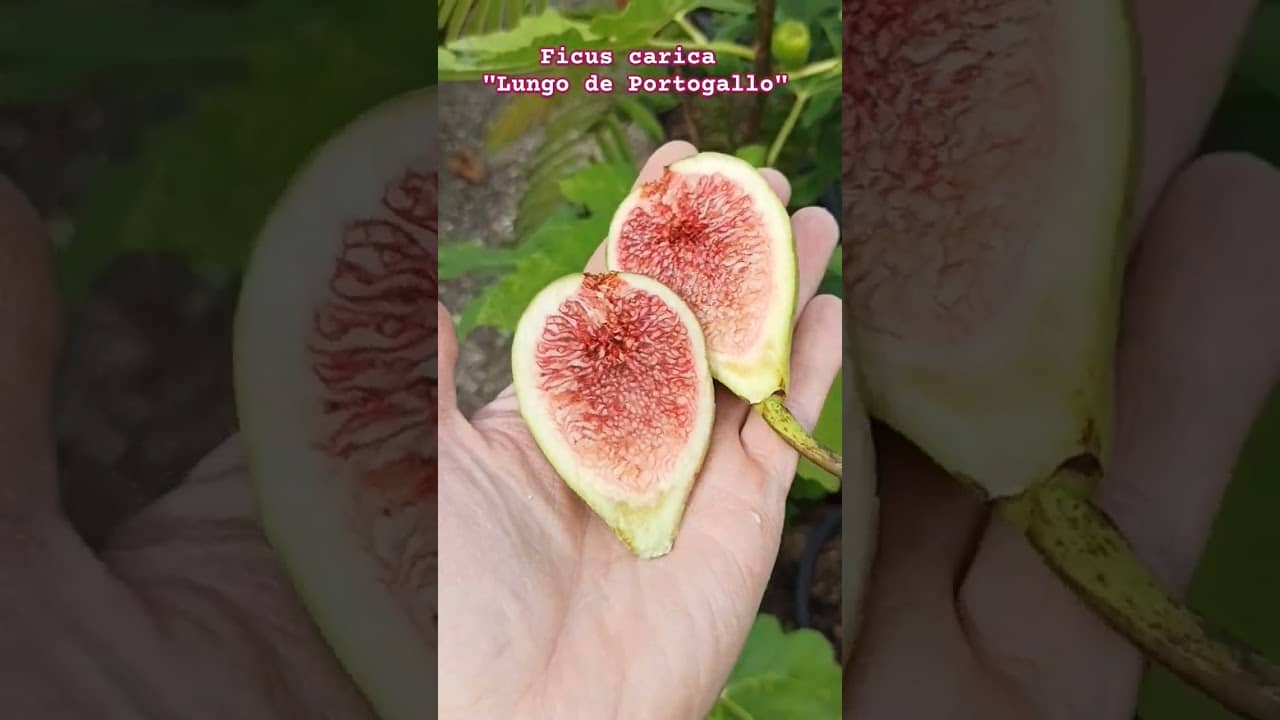 Ficus carica "Lungo de Portogallo" #ficusscarica #feigenpflege #feigenernte 1 Ficus carica „lungo de portogallo“ #ficusscarica #feigenpflege #feigenernte