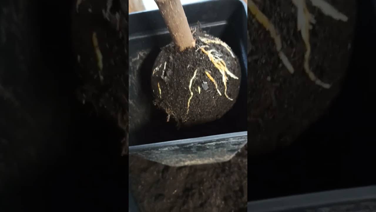 Pflanzenwurzelkugeln #feigenpflege #ficusscarica 1 Pflanzenwurzelkugeln #feigenpflege #ficusscarica