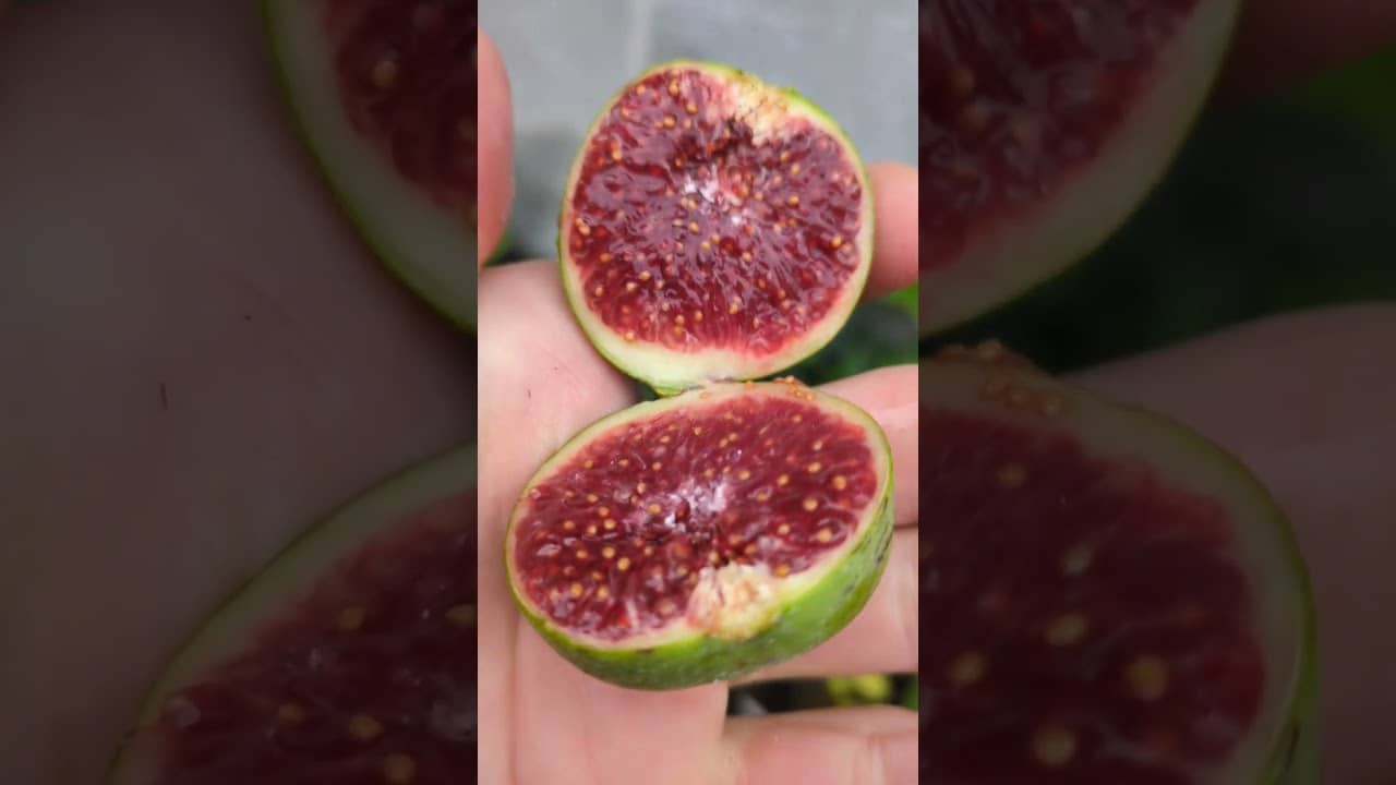 Ficus carica "Settimo" #ficusscarica #feigenernte #feigen #feigenpflege 1 Ficus Carica „settimo“ #ficusscarica #feigenernte #feigen #feigenpflege