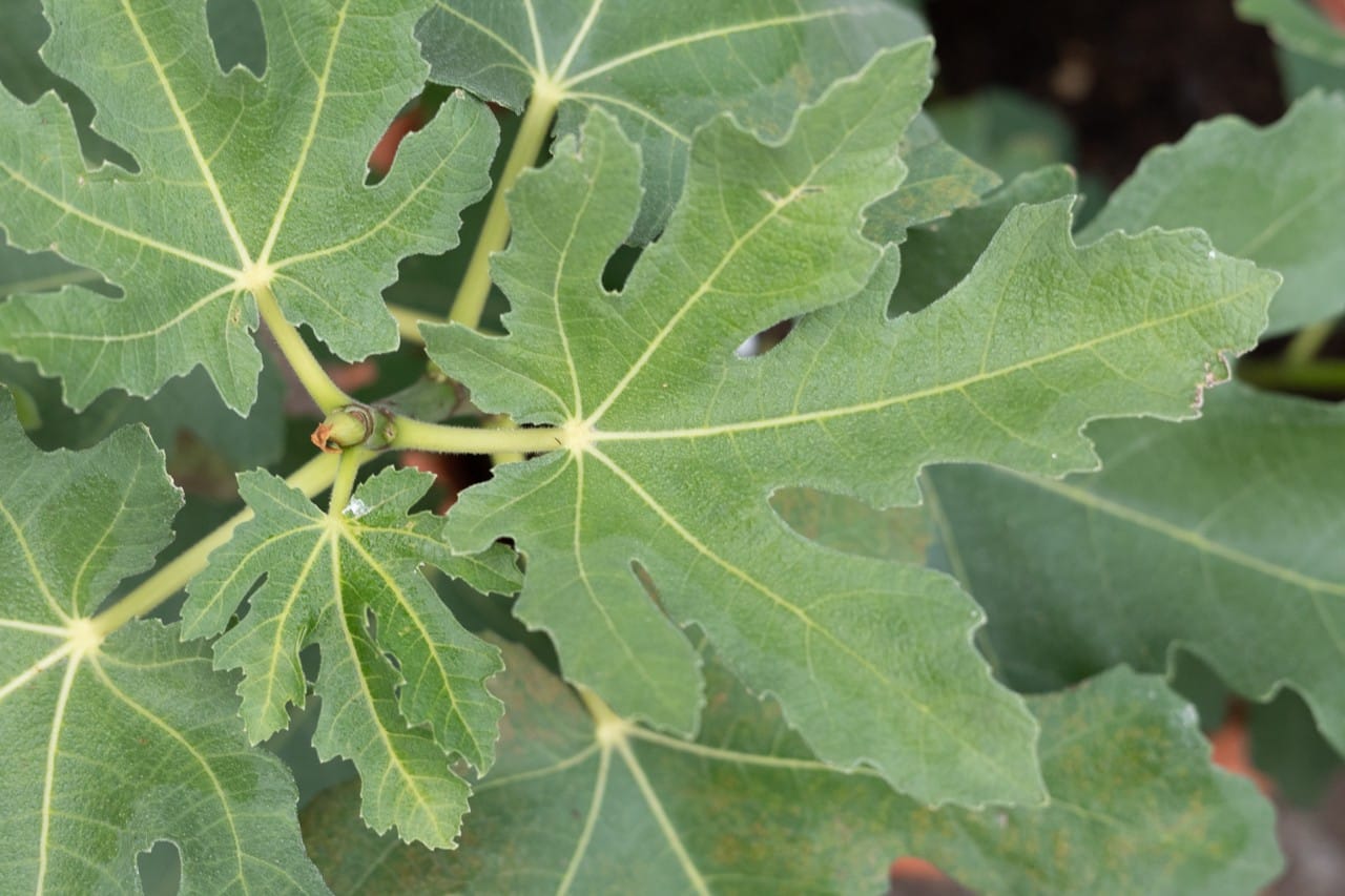 🌿 Ficus carica 'Negronne' – Top-Sorte mit Hype-Faktor? Warum sich der Blick auf Feigen-Alternativen lohnt! 1 Bvo 3297