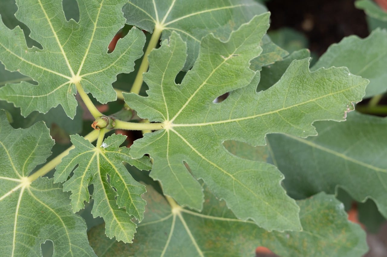 Ficus carica „Negronne“ 1 Bvo 3298