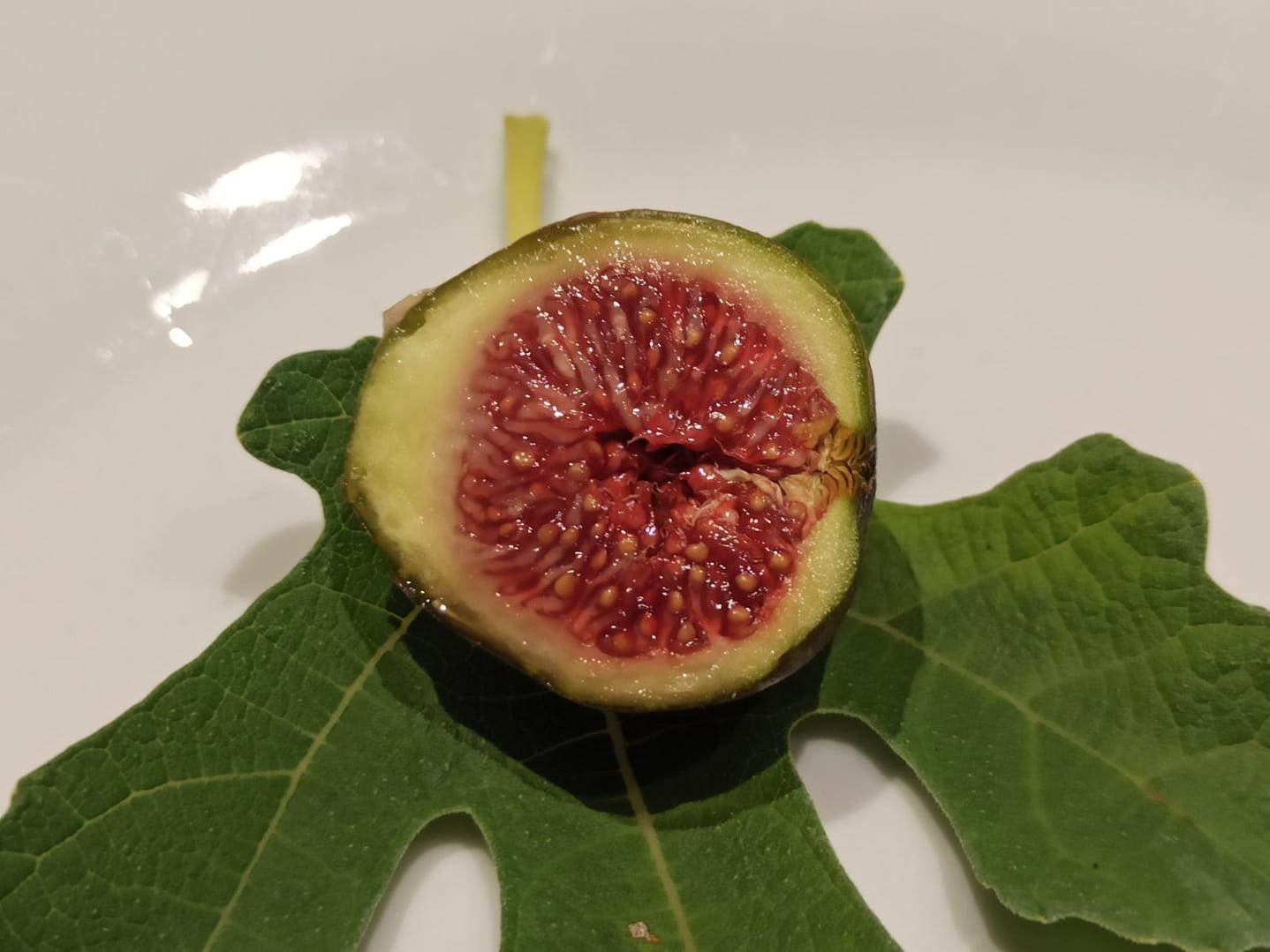 Ficus carica „Michurinska-10“ 1 1665039603704
