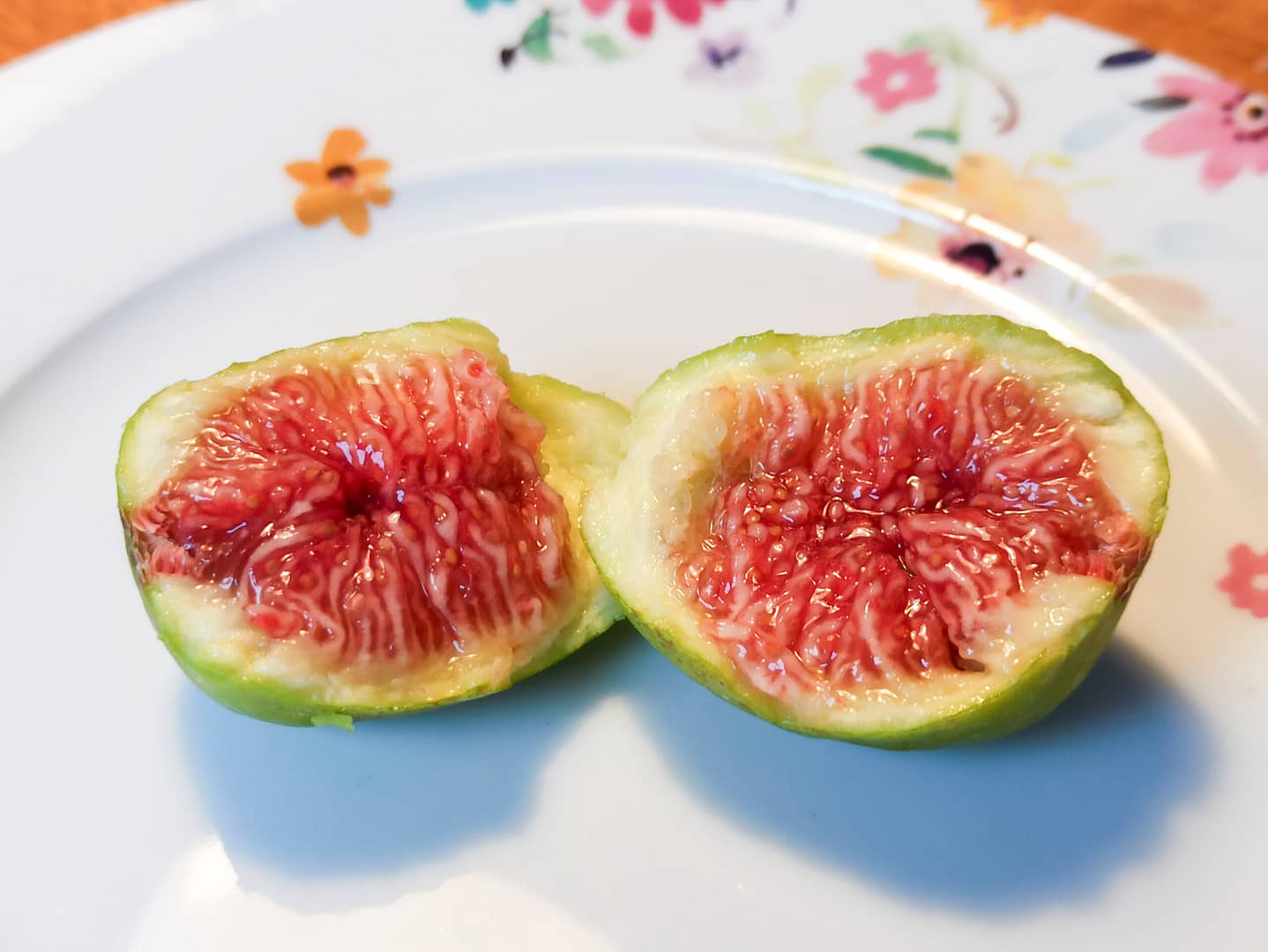 Ficus carica „Jannot“ 1 1665643459512 1