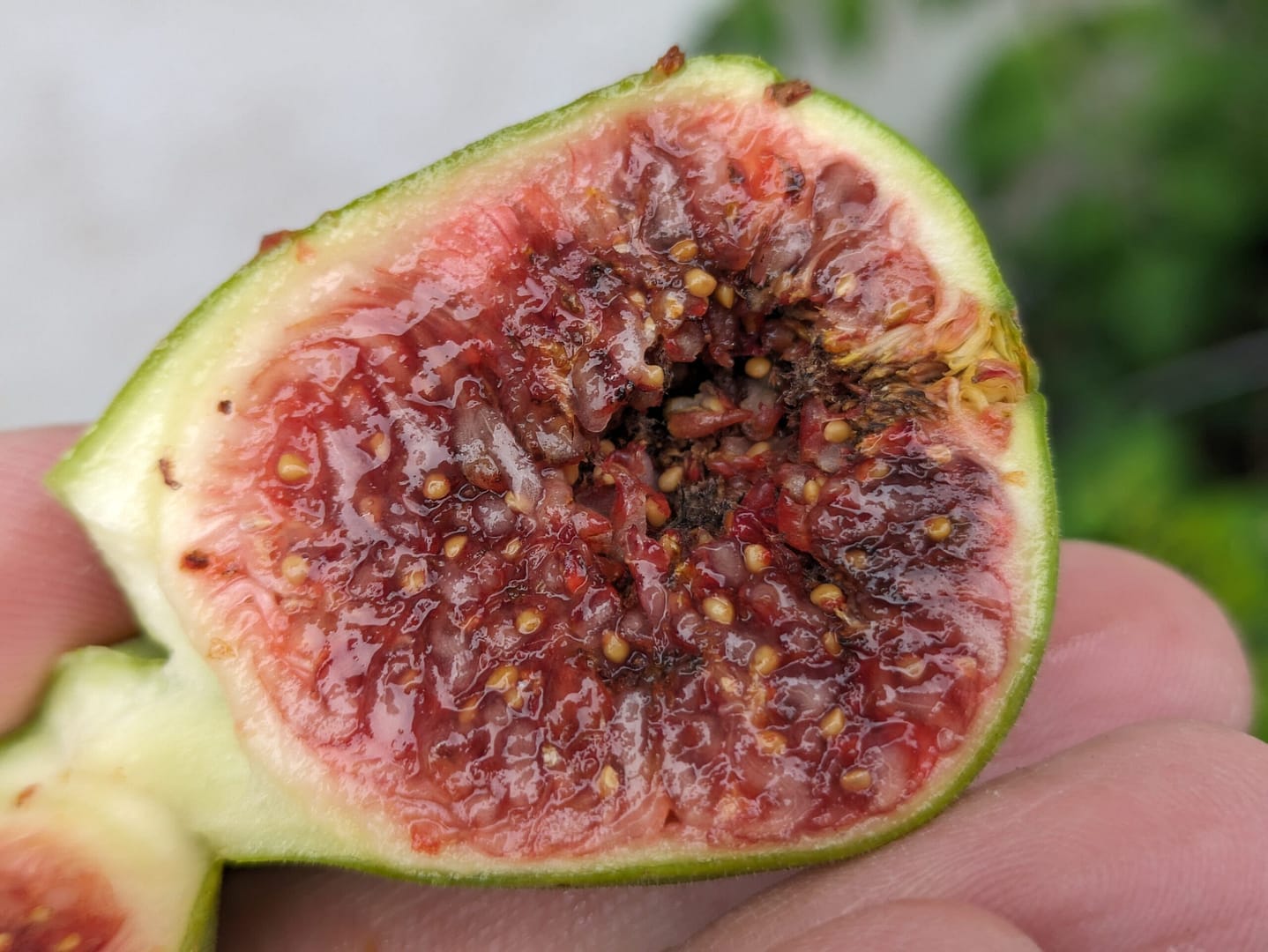 Ficus carica "Emerald-Strawberry" 1 Pxl 20231029 091017824.mp