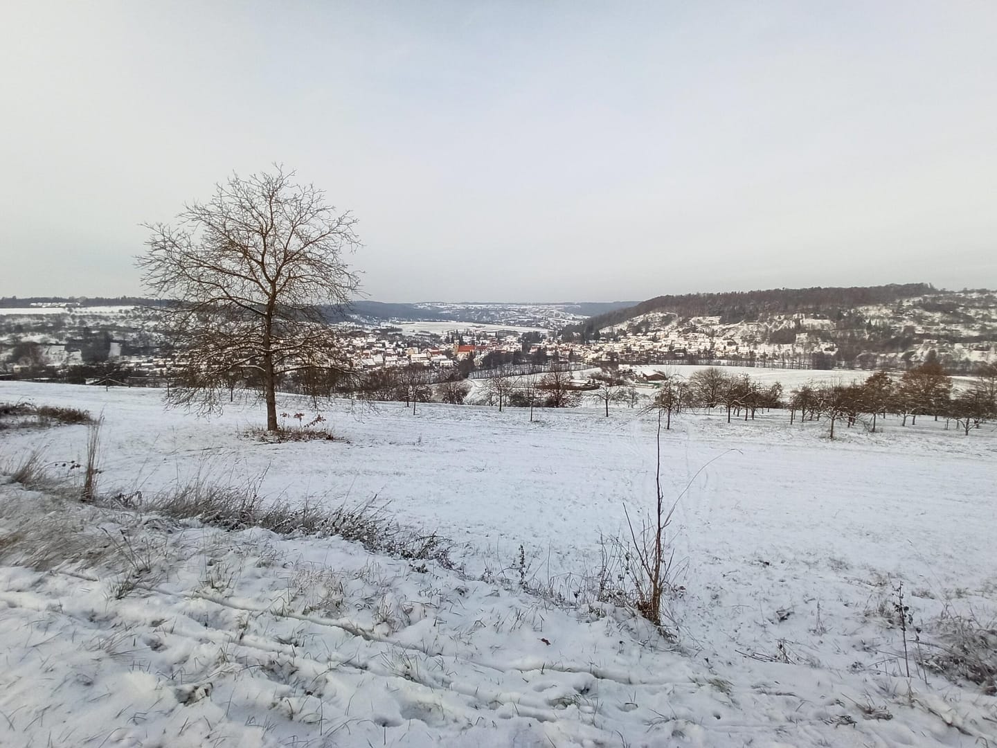 Wann muss der Feigenbaum rein? 1 Img 20221218 143140