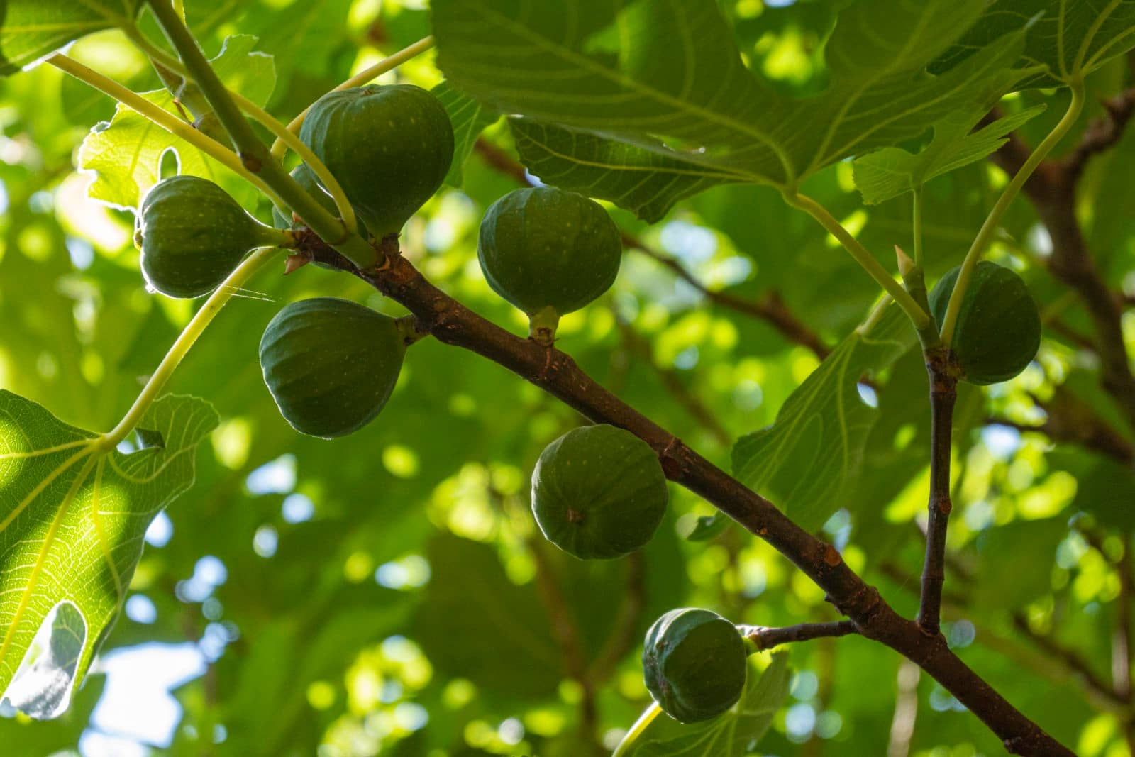 Feigenbaum bildet keine Feigen 1 Bvo 8267