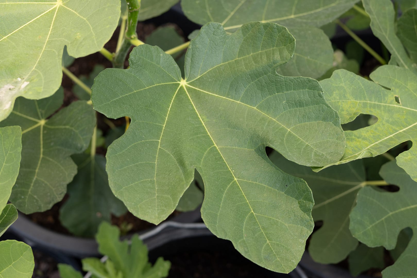 Limitiertes Angebot Ficus carica „Michurinska-10“ 1 Bvo 2720