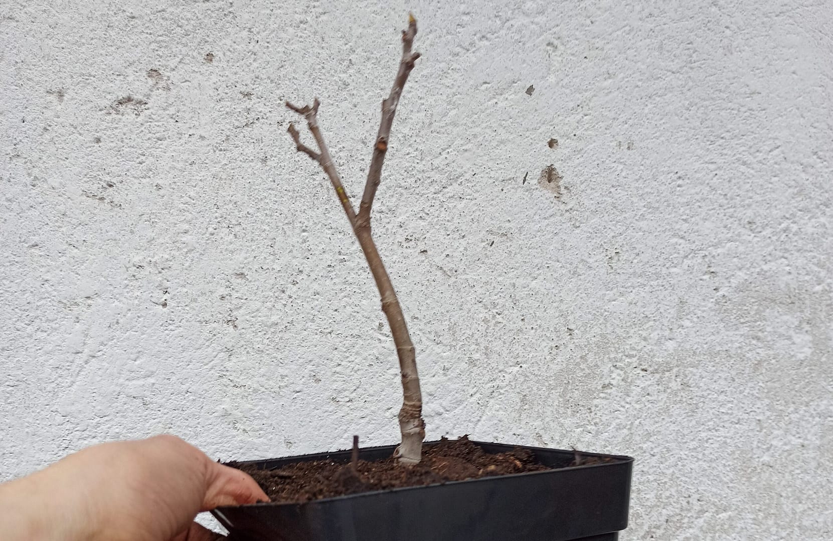 Heute frisch umgetopft Ficus carica „Michurinska-10“ 1 1667992311929
