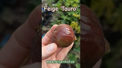 Ficus carica “Tauro"