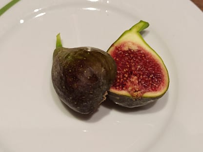 Ficus carica “Brunswick” (Braunschweig,...) – Eine der beliebtesten und winterhärtesten Feigensorten