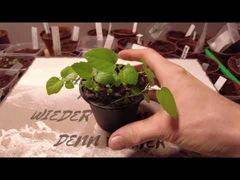 Erfolgreiche Feigen Aussaat | Feigenbaum aus Samen - Update Feigenbäume Ficus carica 1 Erfolgreiche feigen aussaat | feigenbaum aus samen – update feigenbäume ficus carica