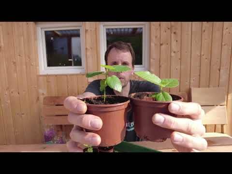 Feigenbäume 1 monat nachdem pikieren | feigenbaum aus samen – update feigenbäume ficus carica