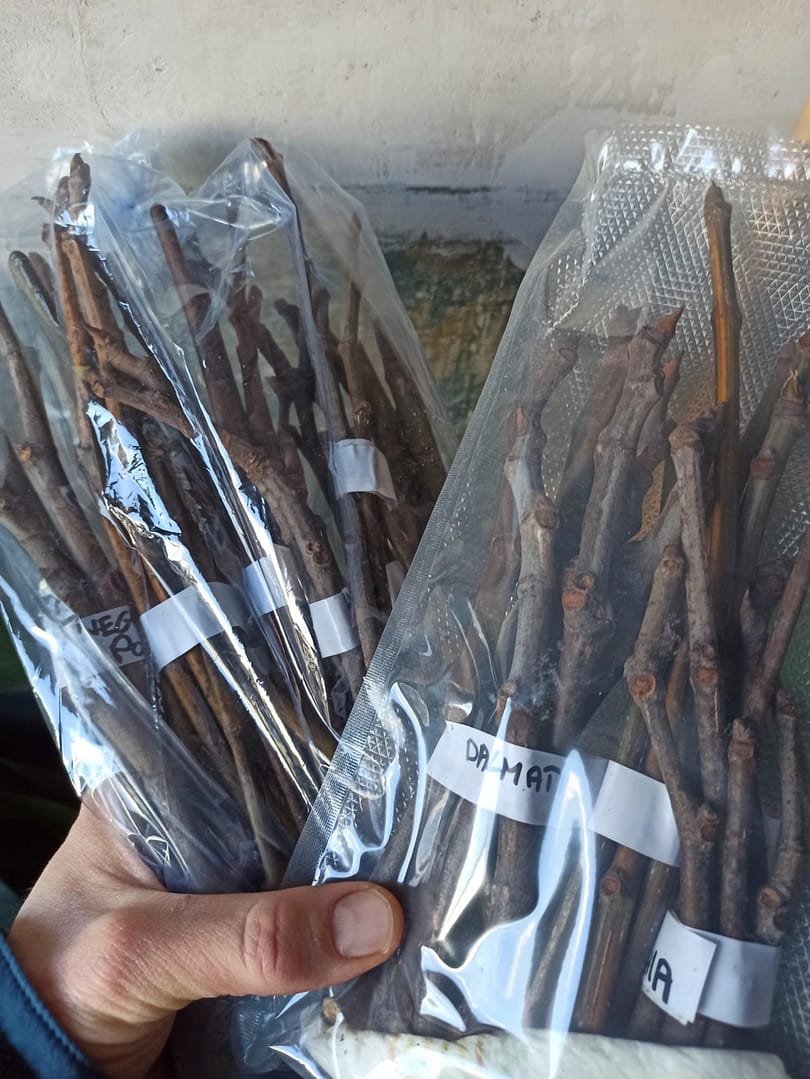 Neue Ficus carica Stecklinge eingetroffen 1 1645290762348