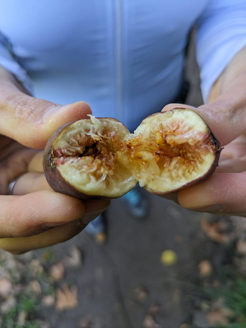 Ficus carica "Richtis Gorge" 1 Pxl 20231016 072940113.mp
